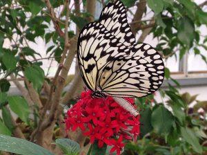 A butterfly resting atop a flower in the Butterfly House, which is home to the Butterfly House Gift Shop.